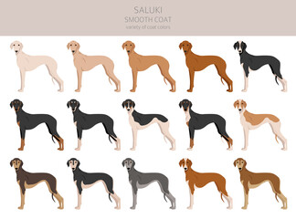Saluki smooth coated clipart. Different poses, coat colors set