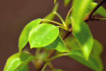 cherry or apple tree leaves with water drops, sunlight, selective focus