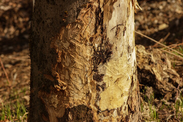 Beaver bite marks on trees in spring in Germany, Bavaria