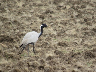 grey crowned crane