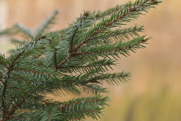 branch of a pine