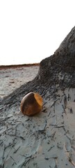 Coconut on the sand. Beautiful view, sunset on the ocean, calm warm background. Sunny relax and warm day.