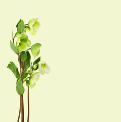 Hellebore flowers, buds and leaves on light green