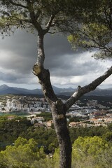 Tree on top of a hill, in the background Santa Ponsa, mountains and dramatic sky, sea, Mallorca, Balearic Islands, Spain.
