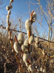 willow catkins in spring