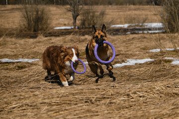 Purebred dogs have fun together. Two Shepherds German and Australian are best friends running in field with dry grass on clear sunny day with toys rings in their teeth.