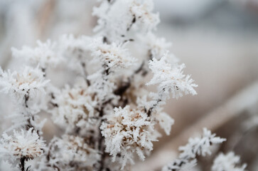 Frozen plants in the fall. The first frost on dry meadow plants.