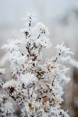 Frozen plants in the fall. The first frost on dry meadow plants.