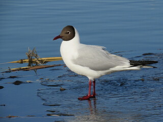 seagull on the beach