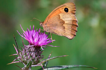 beautiful and delicate butterfly view