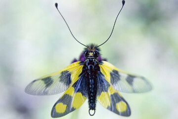 Fototapeta na wymiar nice net-winged insects