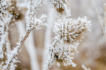 Frozen plants in the fall. The first frost on dry meadow plants.