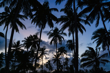 Sunrise whith silhouettes of coconut trees