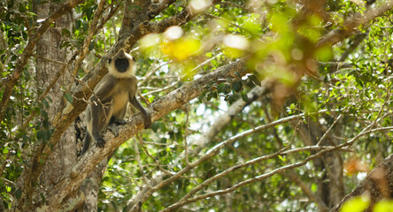 Gray Langur on the watch at Wilpattu National Park, Sri Lanka