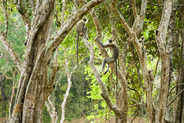 Gray Langur monkeys on a tree at Wilpattu National Park, Sri Lanka