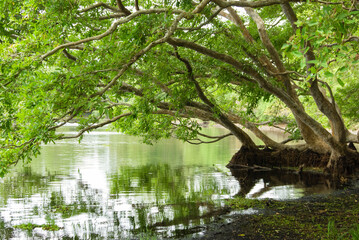 Tropical mangrove at Wilpattu national park, Sri Lanka
