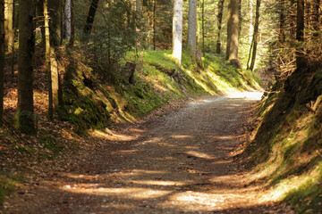 wood, forest with moss in early spring, green in the background