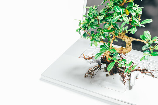 Going Green. Studio Shot Of A Bonsai Tree Growing Out From A Laptop In Studio Against A Grey Background.