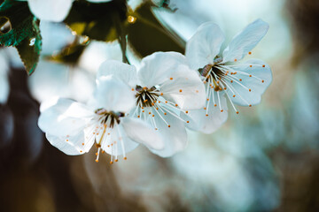 Wei&szlig;e Bl&uuml;ten