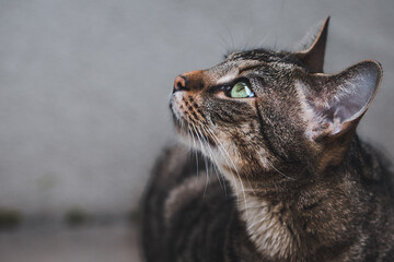 Getigerte Katze mit grünen Augen