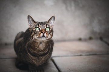Getigerte Katze mit grünen Augen