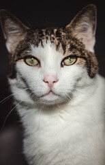 Portrait einer weiß-getigerten Katze