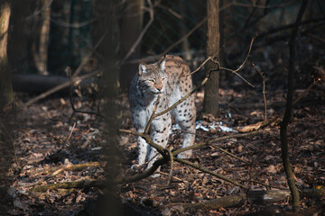 Luchs im Wald