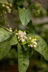 Branch of orange blossoms