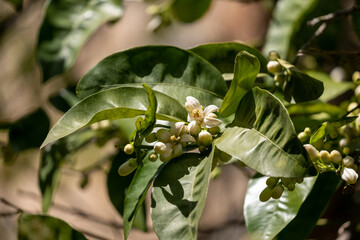 Obraz premium a branch of orange blossoms