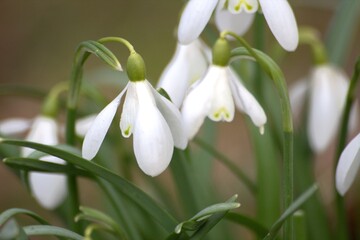 Obraz premium snowdrop flowers in the snow