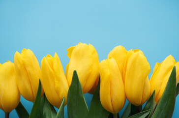 Ukraine flag colors in tulip flower
