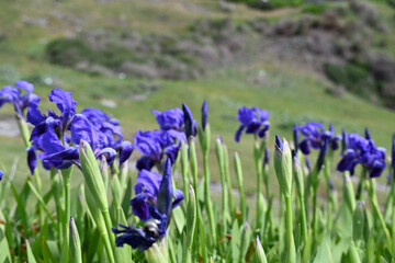Iris sibirica, is a species in the genus Iris. It is a rhizomatous herbaceous perennial, from Europe and Central Asia. It has long green grass-like leaves, tall stem, 2–5 violet-blue, to blue, and occ