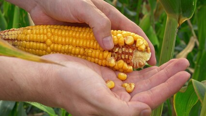 Close-up in the hands of a golden ripe cob of corn, a male farmer peels corn kernels from the cob to check the quality of the ripening of the crop before harvesting in the field