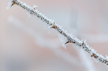 Frozen plants in the fall. The first frost on dry meadow plants.