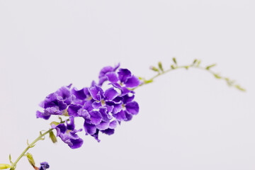 Purple flower against a white background
