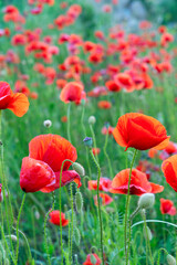 Obraz premium field of poppy flowers