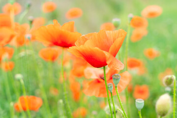 field of poppy flowers