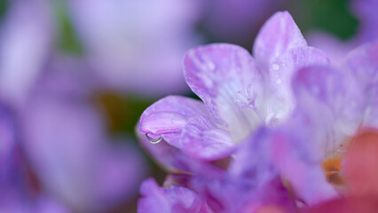 Fototapeta na wymiar Close-up with stamen and water drop of purple Freesia flower and unfocused background