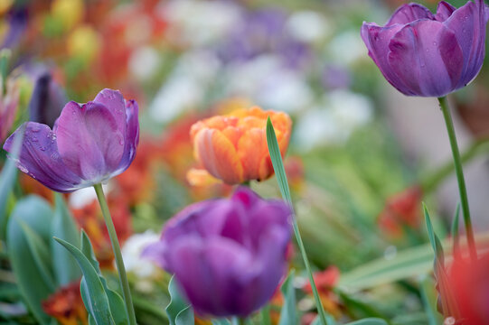 Image with purple tulips in foreground, raindrops and blurred background