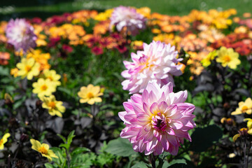 dahlia flowers summer background