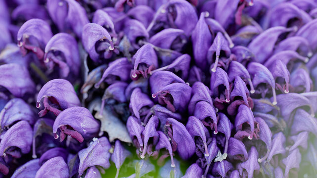 Close-up with Purple toothwort and selective focus on forest