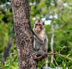long tailed macaque on a tree