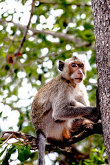 long-tailed macaques