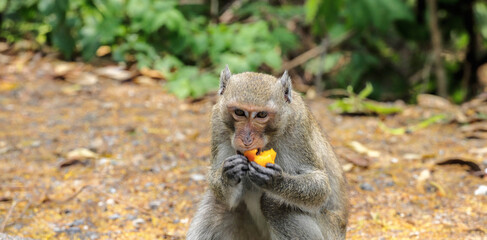 Obraz premium long-tailed macaques