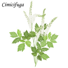 Сohosh (Cimicifuga), medical plant vector illustration.