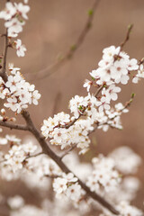 Spring blossom.  