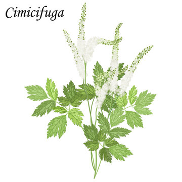 Сohosh (Cimicifuga), medical plant vector illustration.