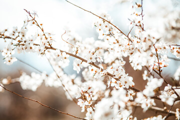 Spring blossom.  