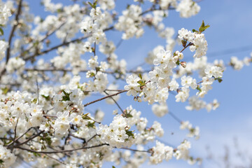 cherry blossom in spring