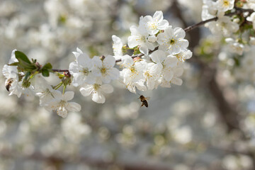 tree blossom in spring with flying bee